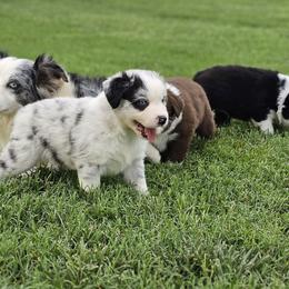 Topaz - Blue merle male Miniature Australian Shepherd puppy in Owensboro, Kentucky from JnT's Bluegrass Mini Aussies