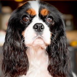 Pebbles - Cavalier King Charles Spaniel
