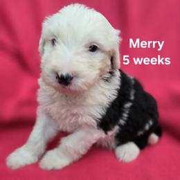 Merry - Gray and white female Old English Sheepdog puppy in Sutherlin, Oregon from Sapphire Eyes Sheepdogs