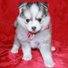 Kayce - Gray and white male Pomsky puppy in Chino Valley, Arizona from Rose Peek Pomskies