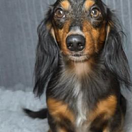 Benny - Dachshund