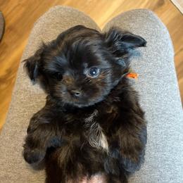 Orange collar - Tanner - Black and white male Shorkie puppy in Mays Landing, New Jersey from Fancy Paws Shorkies & Shih Tzus