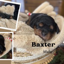 Baxter - Black and tan male Cavalier King Charles Spaniel puppy in El Dorado Springs, Missouri from Cavish's Missouri Cavaliers, Cavapoos, and Miniature Poodles