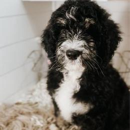 Bernedoodle puppies from Southern Bayou Poodles and Doodles