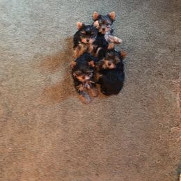 Yorkshire Terrier Puppies from Chestnut Yorkies
