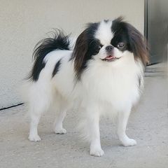 ROMA - Japanese Chin
