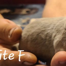 White - Chocolate female Labrador Retriever puppy in Anderson, Texas from TLS Retrievers