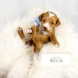 B E C K - Red  male Goldendoodle puppy in Cedar City, Utah from Cedar Doodles- Home of the Teddybear Goldendoodle