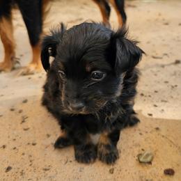 Puppy2 - Black and tan male Russian Toy puppy in San Diego, California from Chenier Russian toys