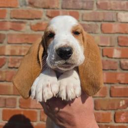 Mongo - Red and white male Basset Hound puppy in Bellaire, Ohio from Blessed Bassets