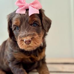 Pink - Phantom female Goldendoodle puppy in Hesperia, Michigan from Red Acres Poodles & Doodles