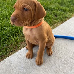 Orange Girl - Golden rust Vizsla puppy in Bluffdale, Utah from Valor Vizsla's