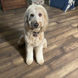 Sunshine - Goldendoodle