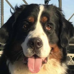Maddie - Bernese Mountain Dog