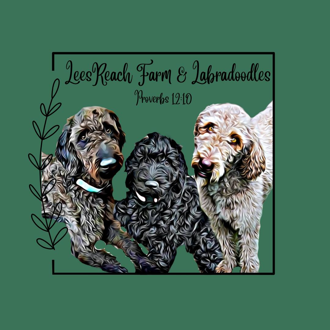 Lees Reach Farm in Virginia | Labradoodle puppies | Good Dog