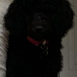 Poodles from Blondie’s Poodle Passion