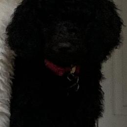 Poodles from Blondie’s Poodle Passion