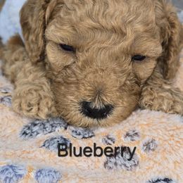 Poodle Puppies from Moving and Grooving Pups