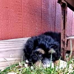 Bernedoodle, Goldendoodle, and Sheepadoodle Puppies from Country Meadow Doodles