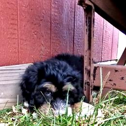 Bernedoodle, Goldendoodle, and Sheepadoodle Puppies from Country Meadow Doodles
