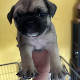 Light Purple Collar - Fawn female Pug puppy in Belmont, New Hampshire from Crazy Pugs Haven