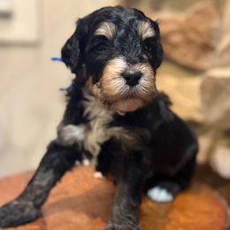 Onyx - Tri-color male Bernedoodle puppy in Grand Blanc, Michigan from Halsey Poodles and Doodles