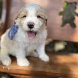 Bernedoodle Puppies from Cairn Ridge Doodles