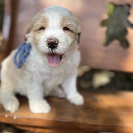 Bernedoodle Puppies from Cairn Ridge Doodles