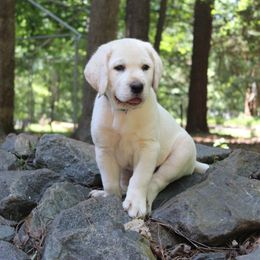 Labrador Retriever Puppies from Karen Powell