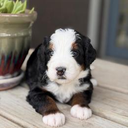 Egg - Tri-color male Bernedoodle puppy in El Campo, Texas from Little Fur Friends Bernedoodles
