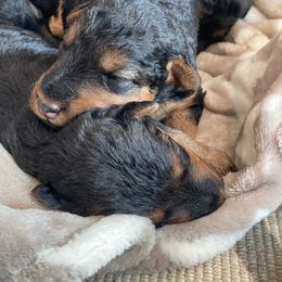 Airedale Terrier, Lakeland Terrier, and Welsh Terrier Puppies from Anne's Pups