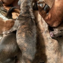Dachshund All Grown Up from Half Pint Doxies