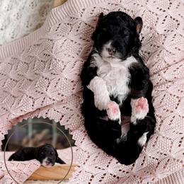 Atlas - Black and white male Bernedoodle puppy in Cold Spring, Minnesota from A.N.A. Doodles