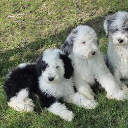 Sheepadoodle Puppies from My Sheepadoodle