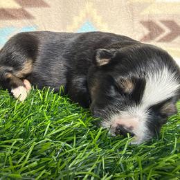 Sweet Girl 4-Black Tri - Black tri-color female Australian Shepherd puppy in Mayfield, Kentucky from Hamilton Farms