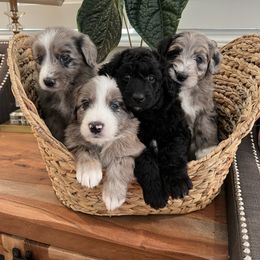 Aussiedoodle and Poodle Puppies from Socal Aussiedoodles