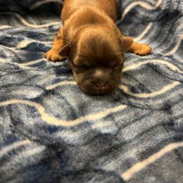 Butterfinger - Brindle male Shorkie puppy in Escondido, California from Yorkies of Escondido