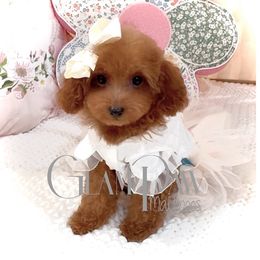 Cinnamon (Toy Poodle) - Red female Maltipoo puppy in Spring, Texas from GlamPaw Maltipoos