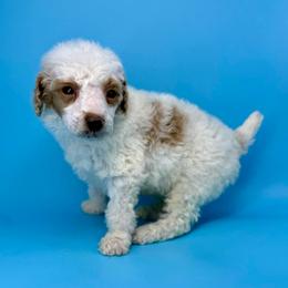 Ham - Parti male Poodle puppy in Greeneville, Tennessee from Smokey Mountain Sheepadoodles