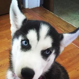 Siberian Huskies from Sherwood Huskies