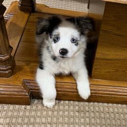 Merl boy 2 - Blue merle male Toy Australian Shepherd puppy in Nickelsville, Virginia from Pecan Creek