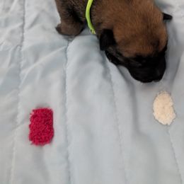 Light green Male - Fawn male Belgian Malinois puppy in Paynes Corner, Virginia from Von-Zito Belgian Malinois