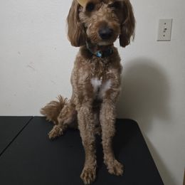 Ree - Goldendoodle