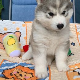 Siberian Husky Puppies from Canace Siberians