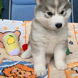 Siberian Husky Puppies from Canace Siberians