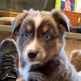 Female 2 Black Tri Dilute - Black tri female Miniature Australian Shepherd puppy in Turner, Maine from Bear Pond Aussies / Leonbergers of Maine