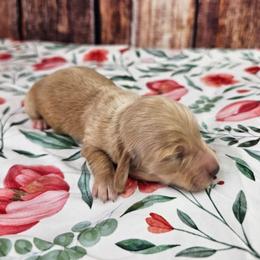 Izzy - Cream female Dachshund puppy in Malad City, Idaho from Mountain Sage Dachshunds