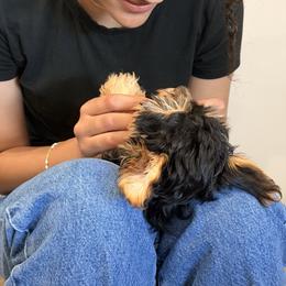 Old English Sheepdog, Poodle, Sheepadoodle, and Yorkipoo Puppies from Love Tallulah Sheepadoodles LLC