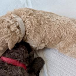 Bernedoodle, Bernese Mountain Dog, Cavalier King Charles Spaniel, Cavapoo, and Poodle Puppies from Ellas.Pups (Bernedoodles & Cavapoos)