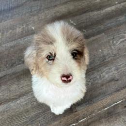 Molly - Red merle female Aussiedoodle puppy in Denton, Maryland from Royal Conron Doodles